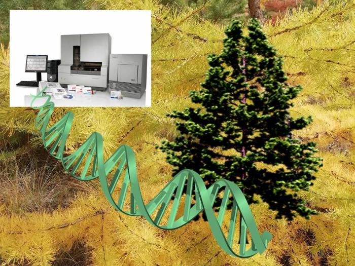 New project: genetics and dendrochronology