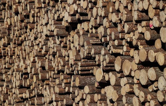 Scientists from SibFU have read droughts’ history during tree lifespan from its wood anatomical structure