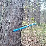 Длительная дендрохронологическая экспедиция