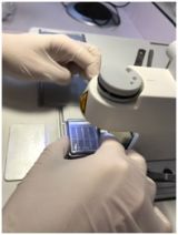 On-line семинар с международным участием «Особенности подготовки препаратов анатомических срезов древесины»