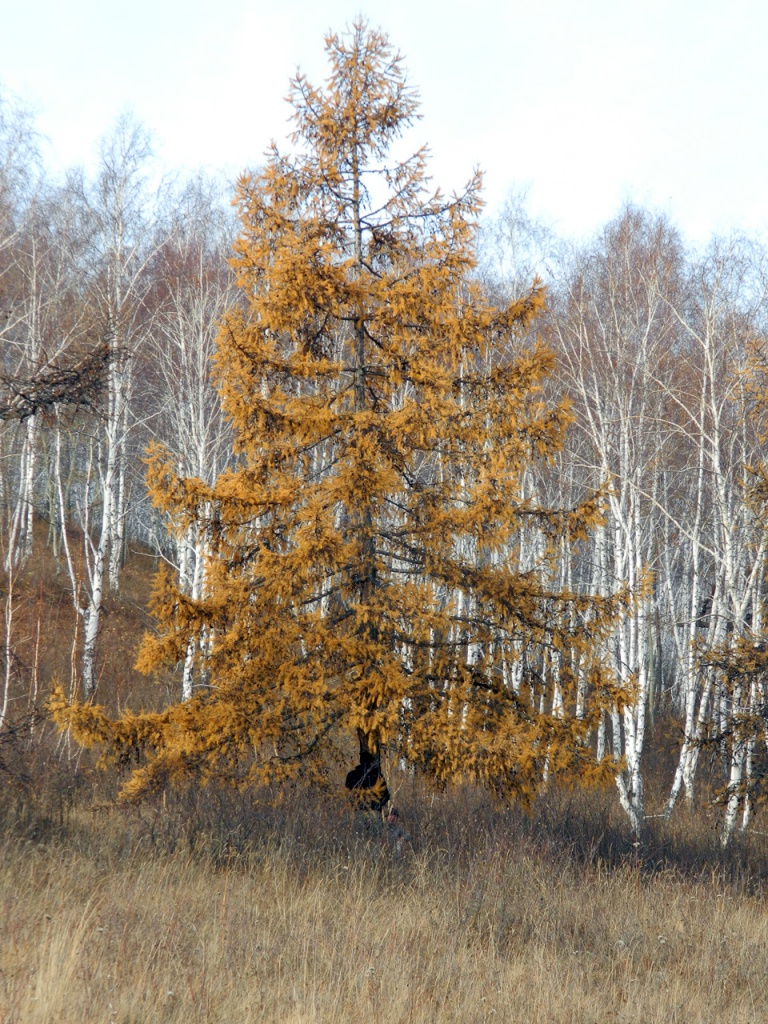 2013 Bogradskiy-rayon_Katyushkino_Son_3.jpg 2013 Bogradskiy-rayon_Katyushkino_Son_3.jpg