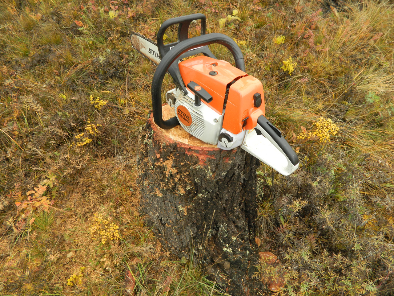 2013 Tuim_3.jpg 2013 Tuim_3.jpg