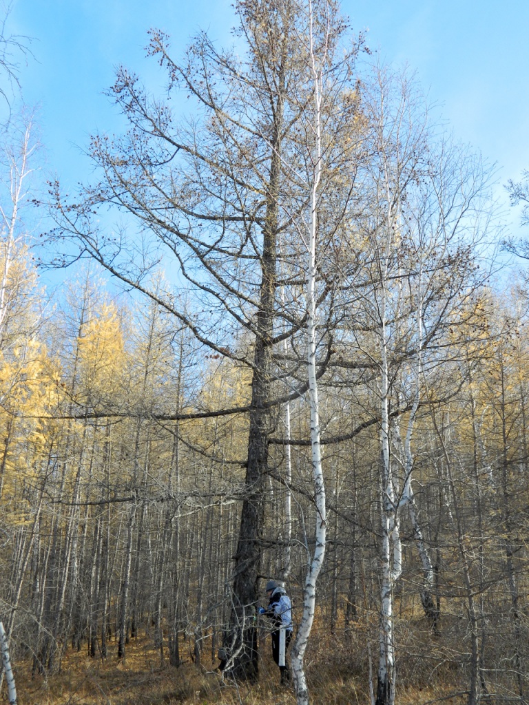 2013 Bogradskiy-rayon_Katyushkino_Son_2.jpg 2013 Bogradskiy-rayon_Katyushkino_Son_2.jpg