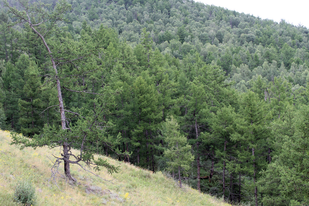 2014-Shirinskiy-rayon_Efremkino_5.jpg 2014-Shirinskiy-rayon_Efremkino_5.jpg