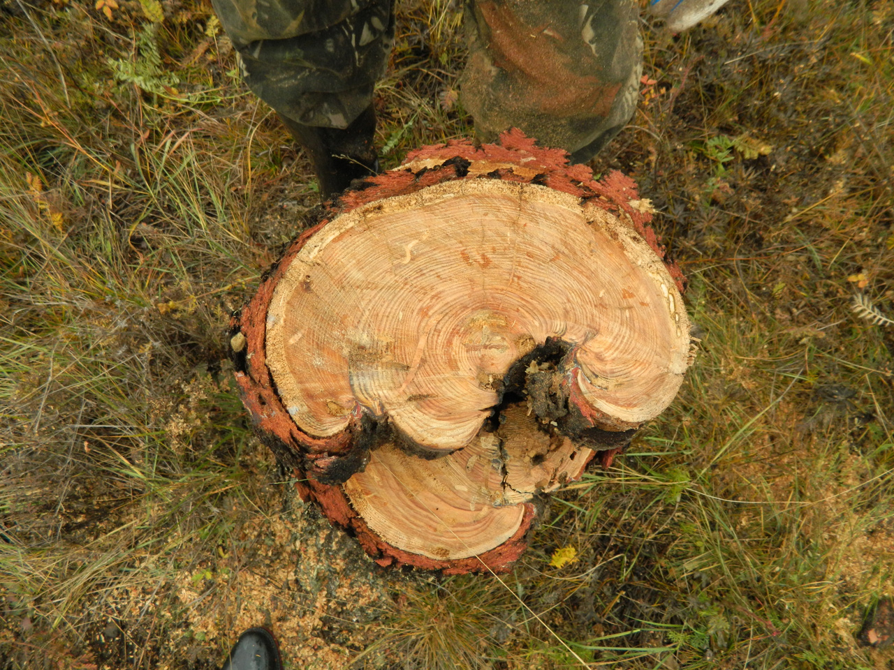 2013 Tuim_2.jpg 2013 Tuim_2.jpg