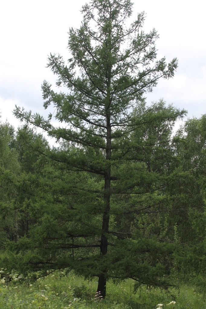 2014-Shirinskiy-rayon_Efremkino_3.jpg 2014-Shirinskiy-rayon_Efremkino_3.jpg