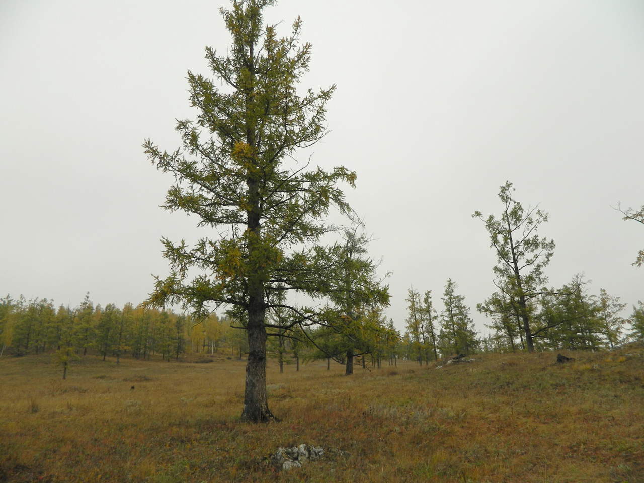 2013 Tuim_1.jpg 2013 Tuim_1.jpg