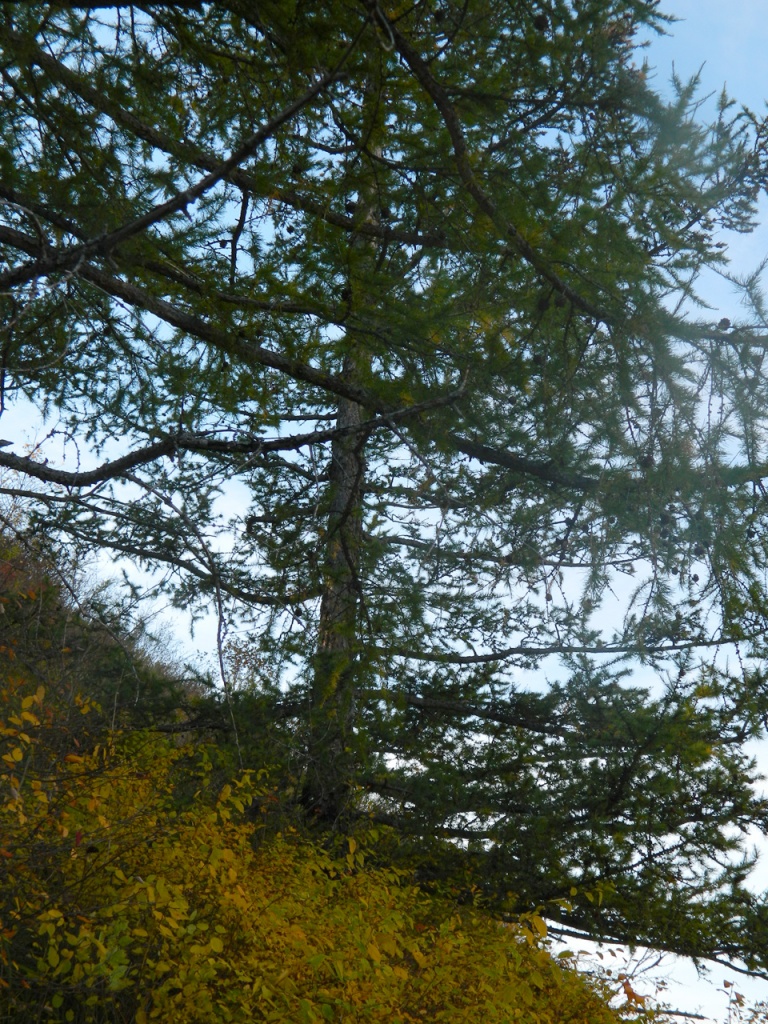 2012 Kaly_2.jpg 2012 Kaly_2.jpg